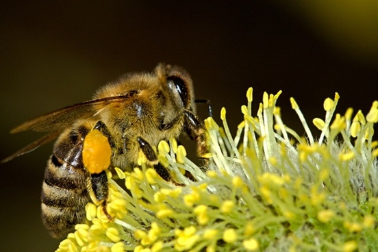 Pollinating insects: Commission proposes actions to stop their decline