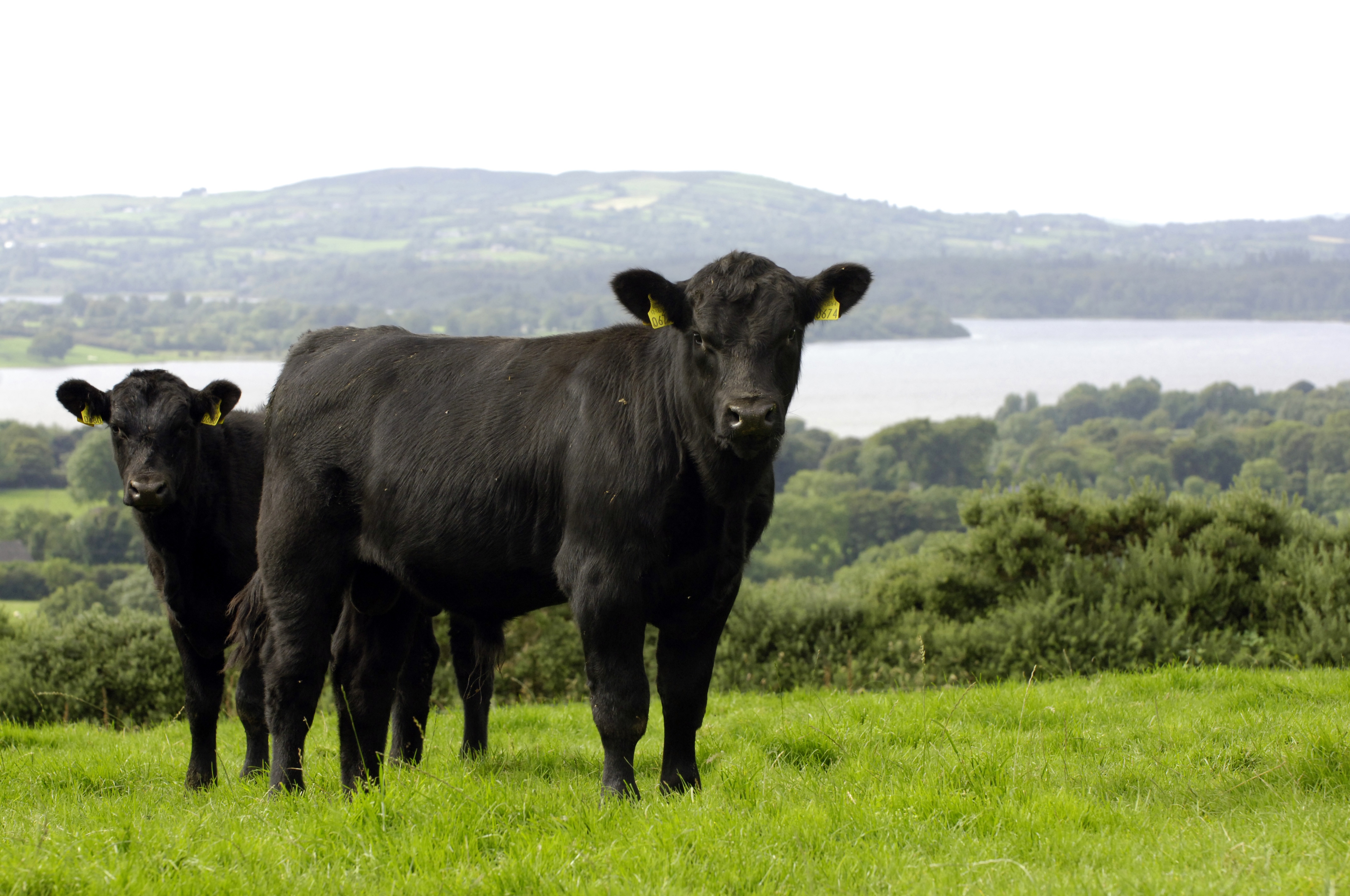Positive Steps towards a low carbon future for the Irish dairy sector