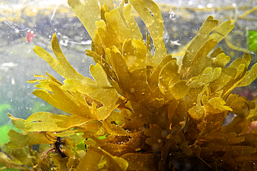 Seaweed helps cut methane emissions