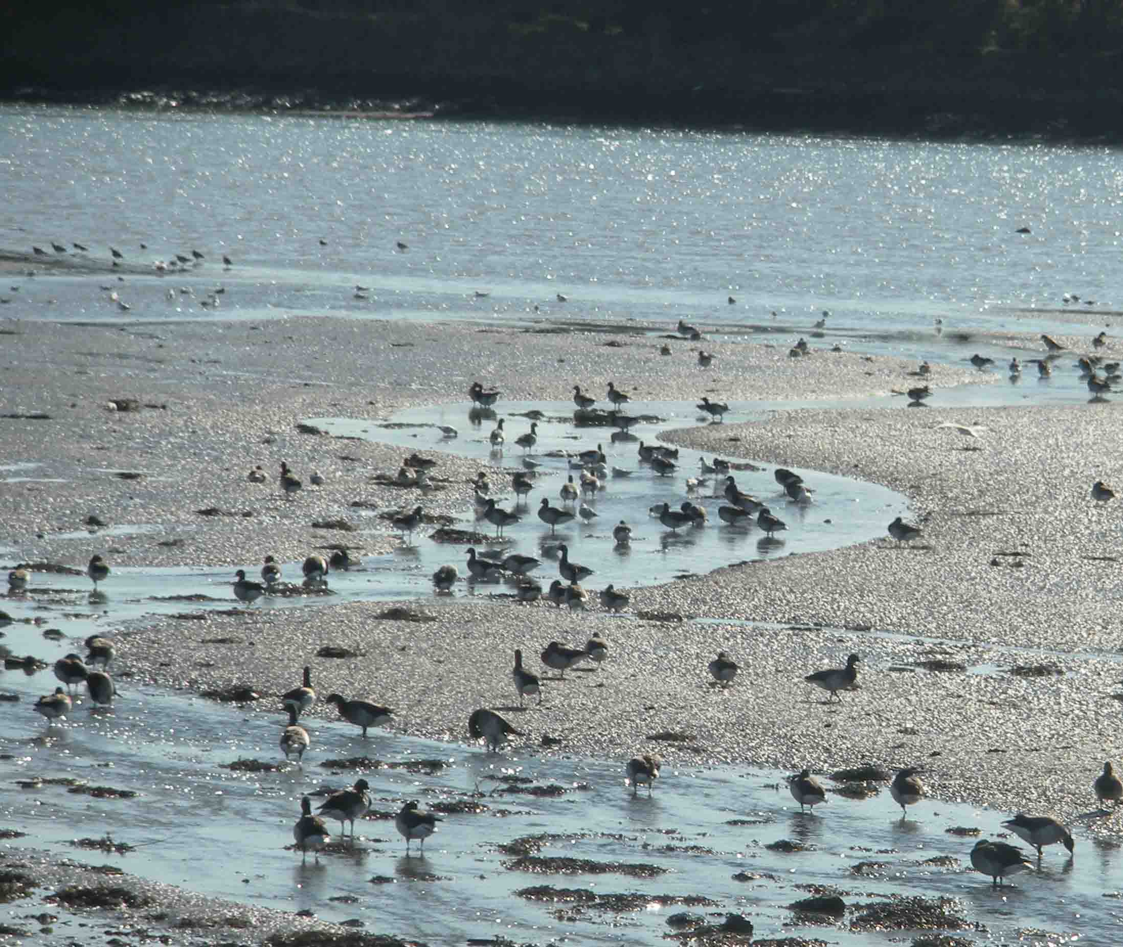 Comprehensive bird survey being undertaken along Shannon Estuary